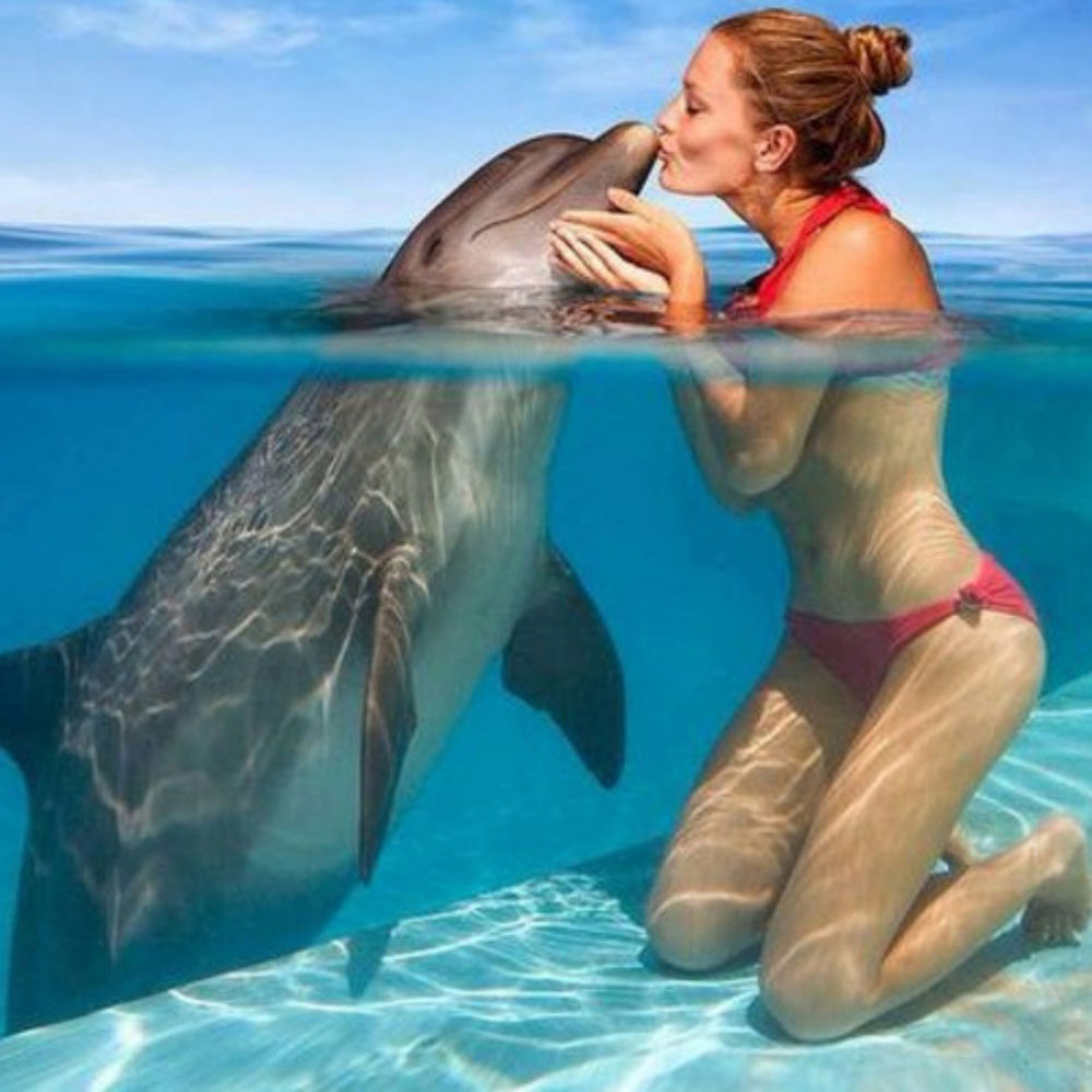 Swim with a Dolphin (or Shark)